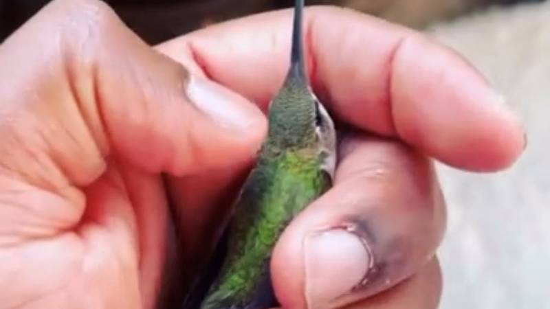 The Hummingbird Whisperer