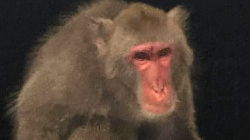 Monkey recaptured after running loose in South Carolina town - Vimarsana News