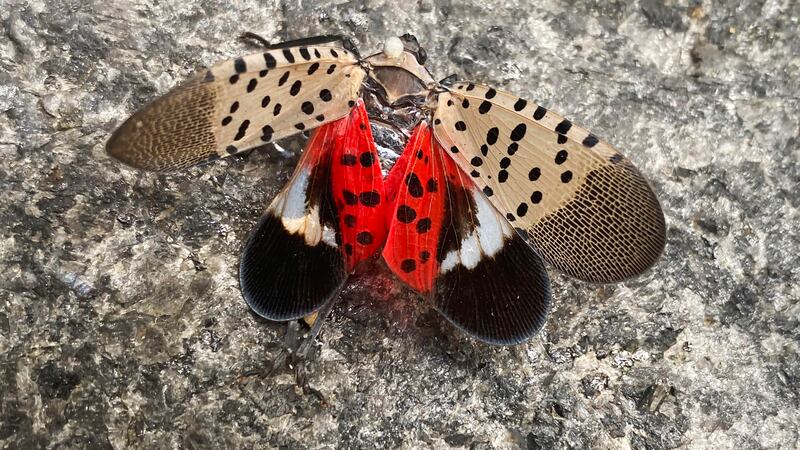 FILE - A smashed spotted lanternfly sits on the ground in New York, Wednesday, Aug. 24, 2022....