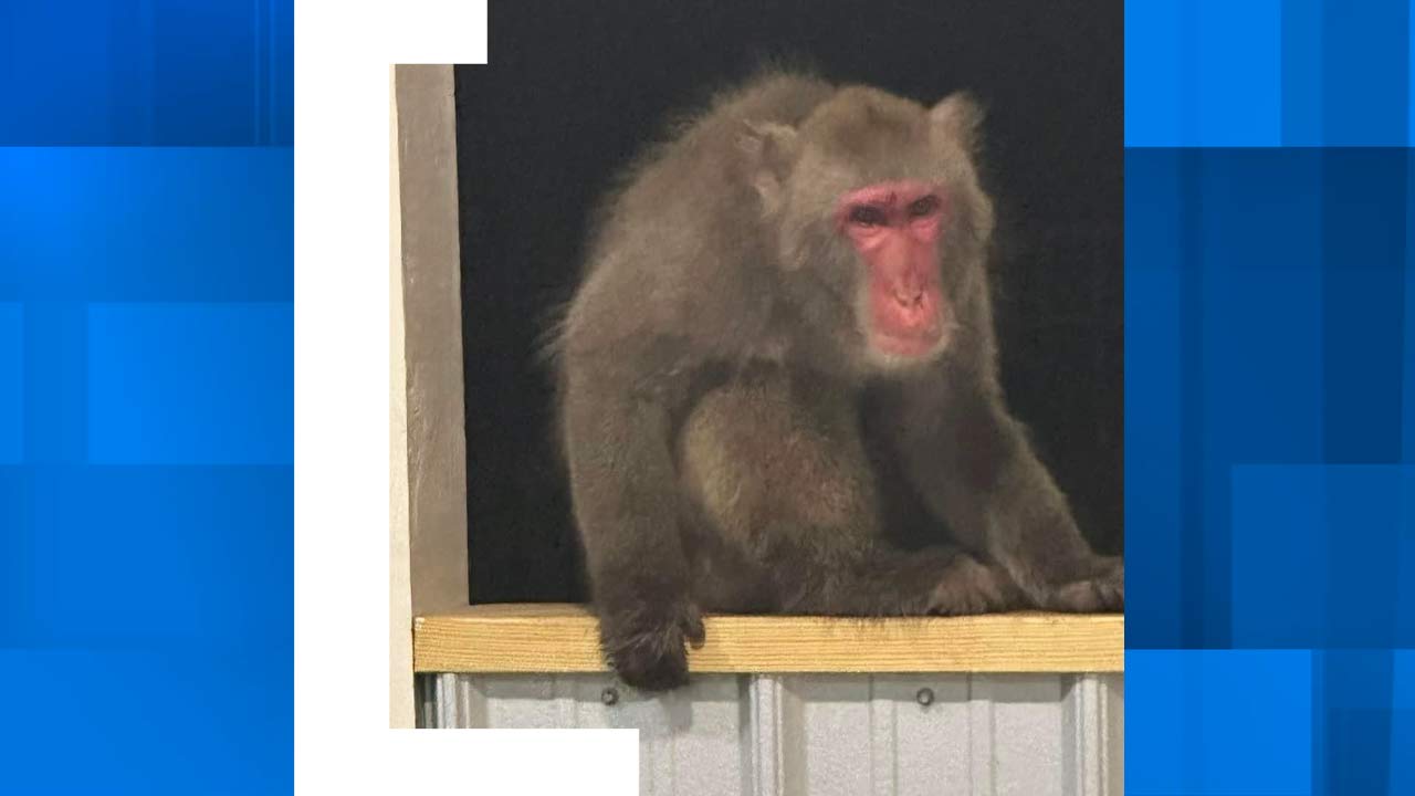 Missing Walterboro monkey wasn't captured alive, county confirms - Vimarsana News