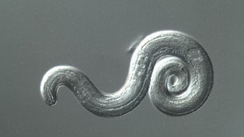 Researchers found Angiostrongylus cantonensis, or “rat lungworm,” in several rats on Zoo...