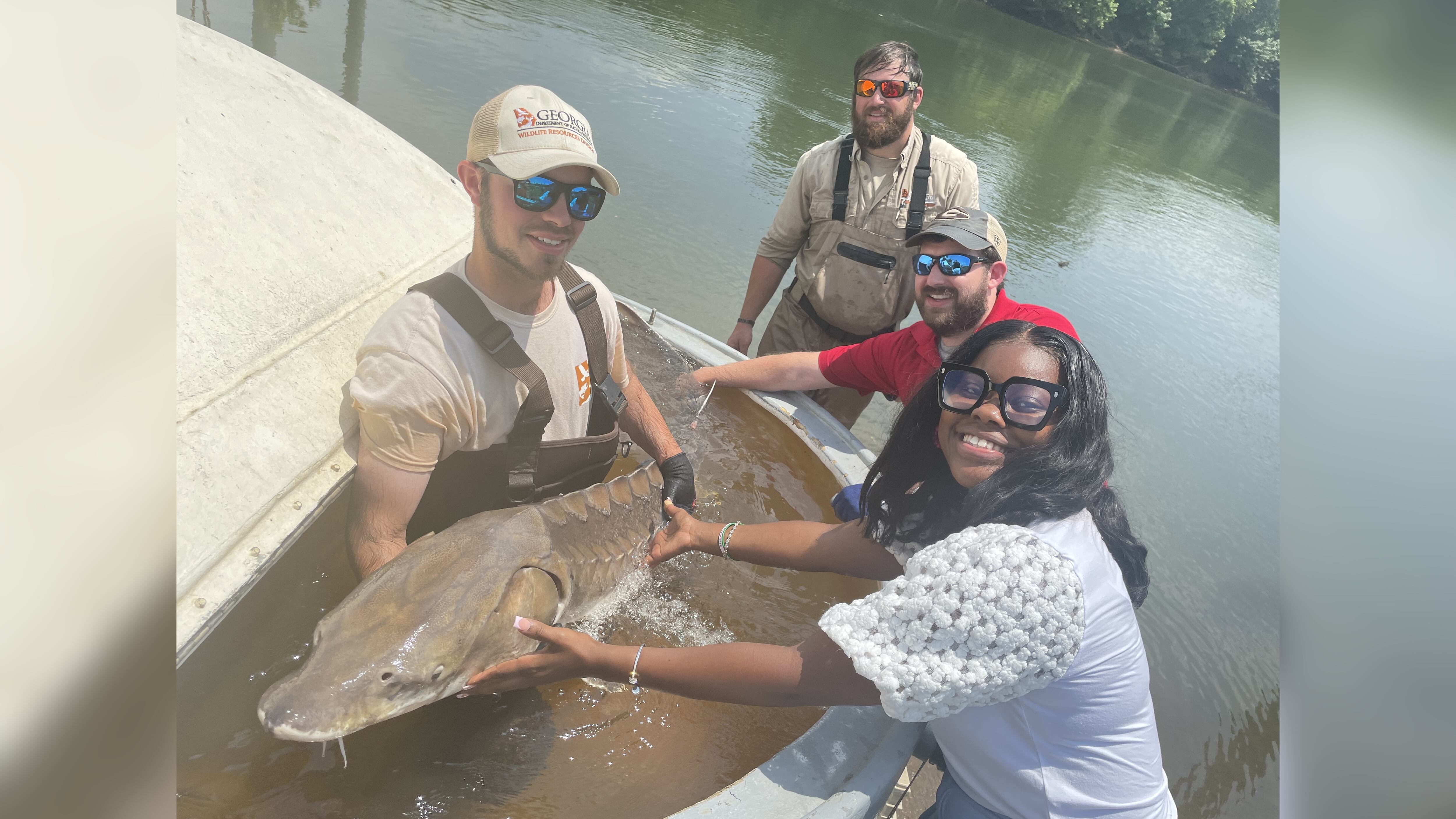 Rare rescue: 6-foot sturgeon released to Savannah River - Vimarsana News