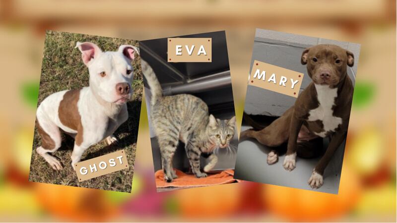 Take home a furry friend for the holidays!