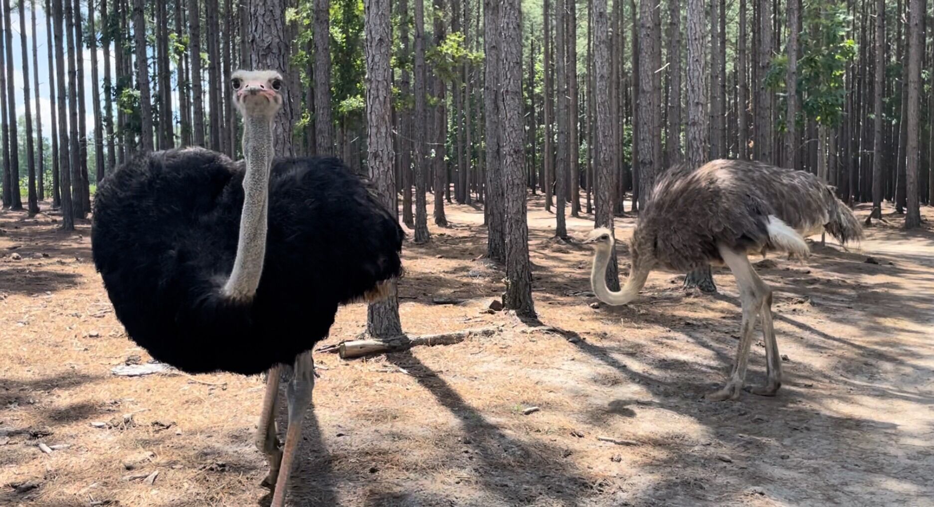 Larry and his mate show of their three babies