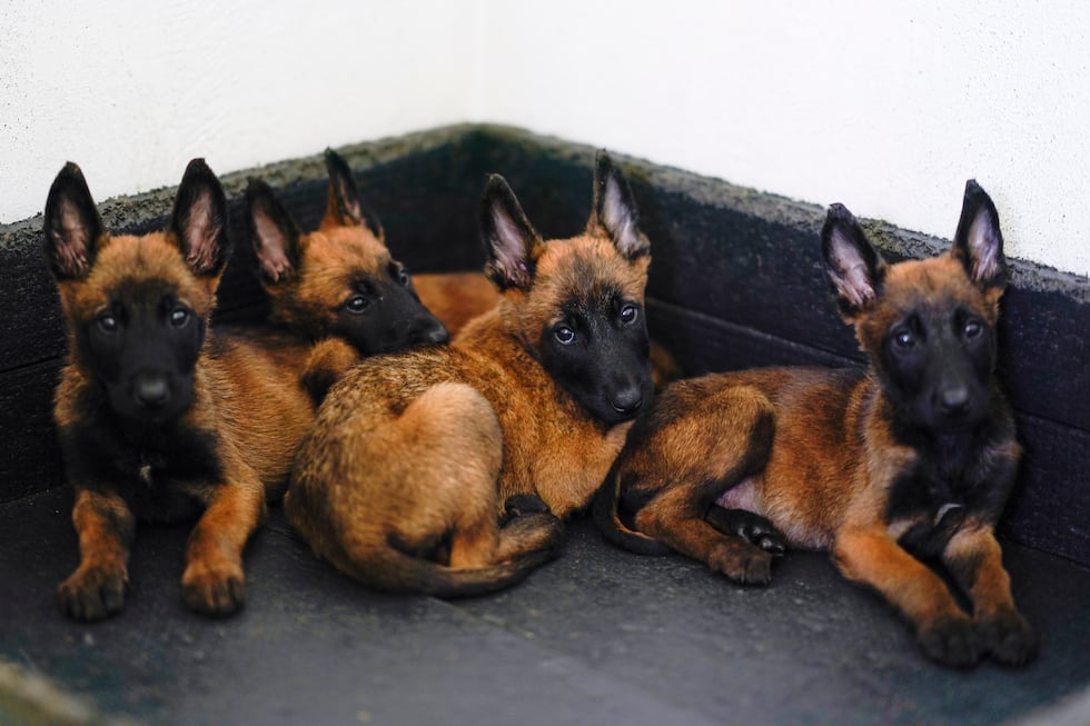 Belgian Malinois puppies rest at the Mexican Army and Air Force Canine Production Center in...