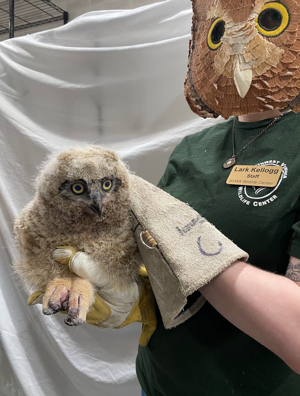 A great horned owlet is being cared for after it apparently fell out of its nest.