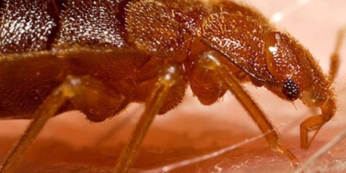 Bedbugs send staff scurrying into action at Augusta school Bedbugs send staff scurrying into action at Augusta school